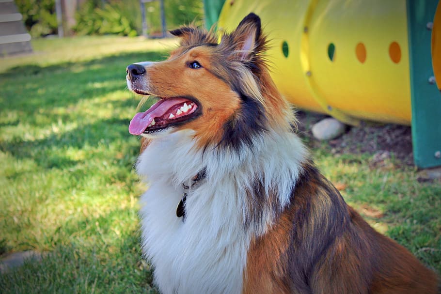 collie, park, outside, one animal, canine, dog, animal themes HD wallpaper