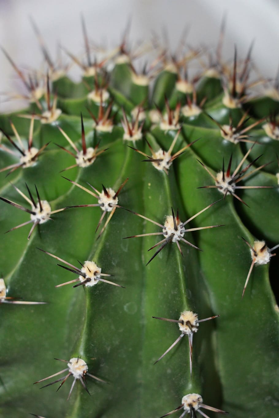cactus, green, sky, needles, meaty, succulent plant, green color HD wallpaper