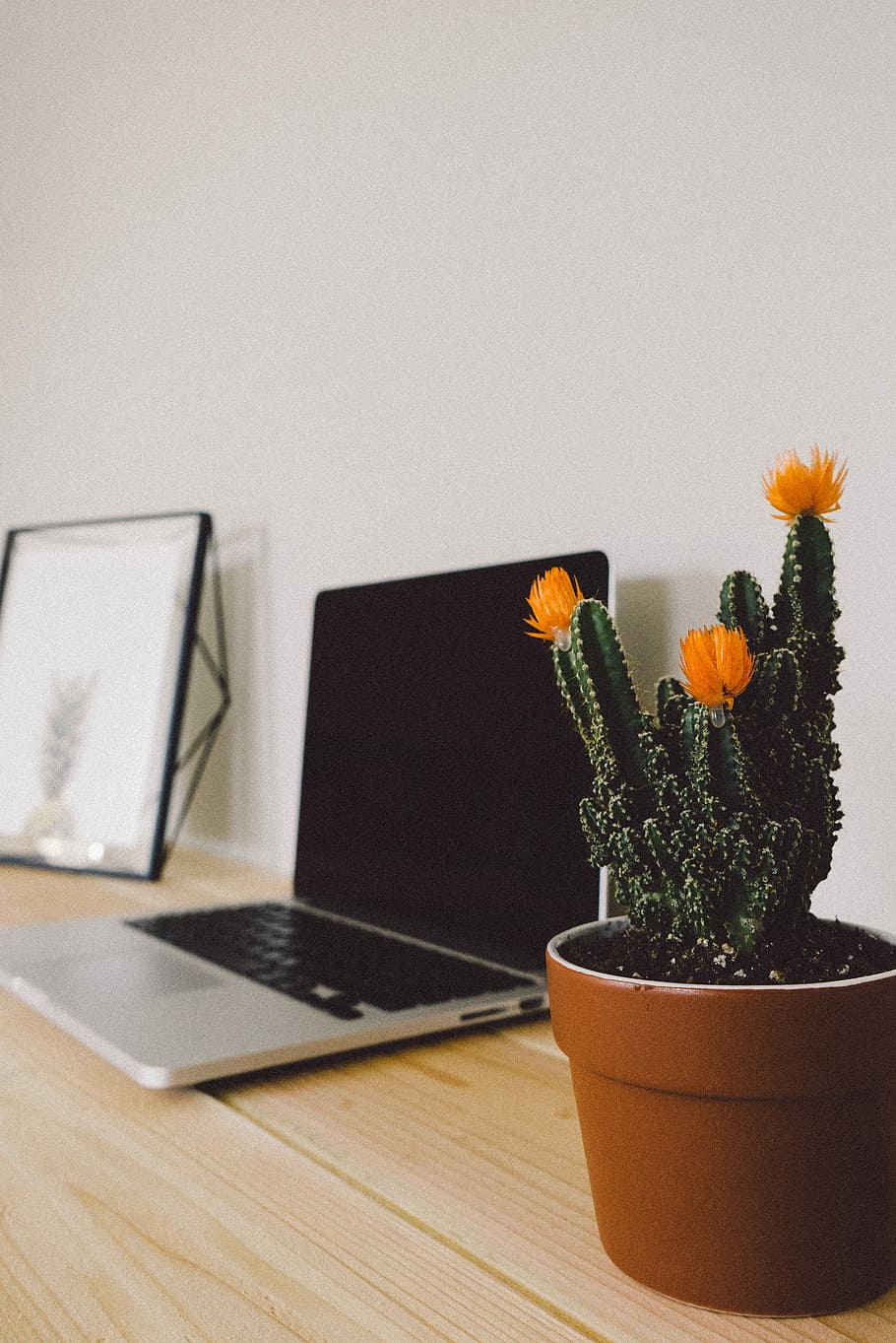 green cactus with brown clay pot, flower, laptop, computer, table HD wallpaper
