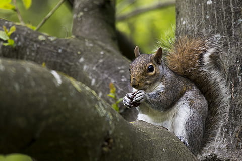 gray squirrel standing on tree, selective focus photography of gray and white squirrel eating nut HD wallpaper