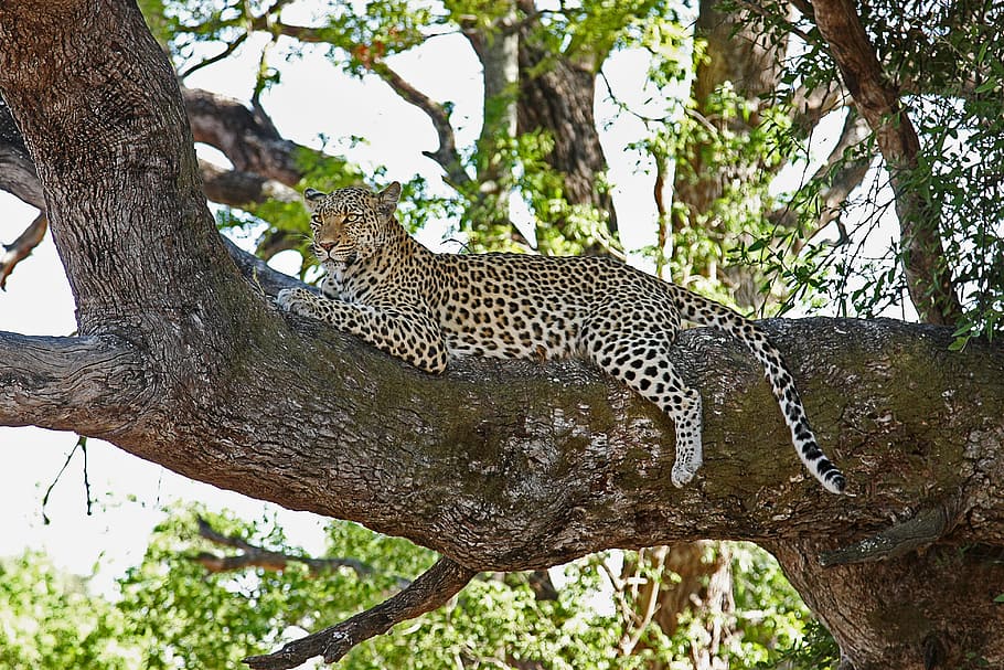leopard sitting on tree branch during daytime, africa, safari