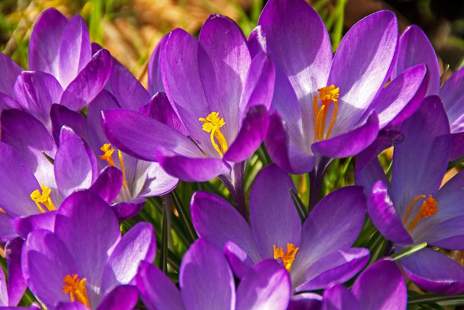 Crocus, Flower, Blossom, Bloom, Spring, easter, spring flower HD wallpaper