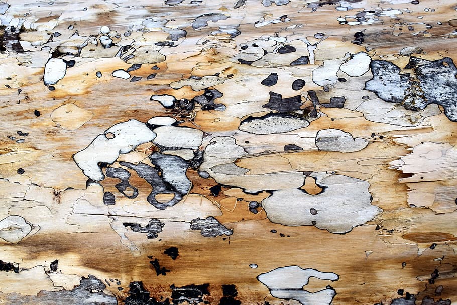 brown and gray wood surface, plywood, texture, old, backgrounds HD wallpaper