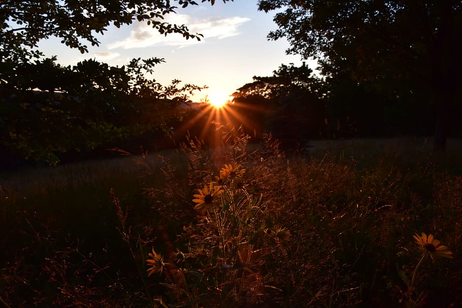 sunset, warm, backlighting, lighting effects, thorough, the silence HD wallpaper