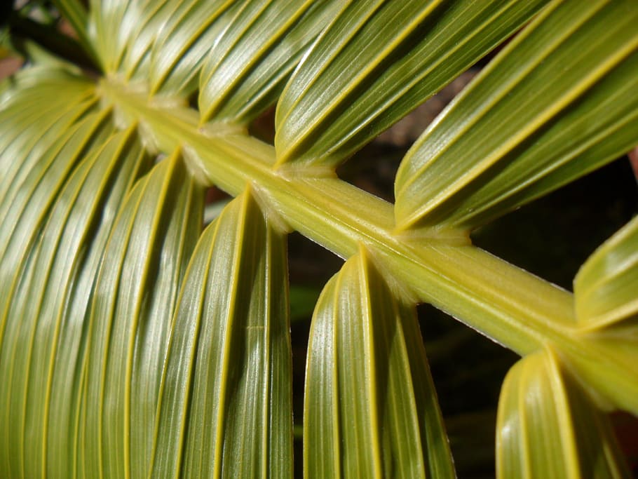 Braid, Palm Tree, of, nature, plant, leaf, green Color, close-up HD wallpaper