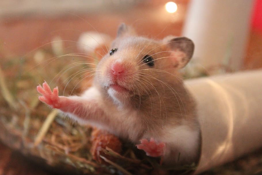 close up photography of beige and white mouse, hamster, animal