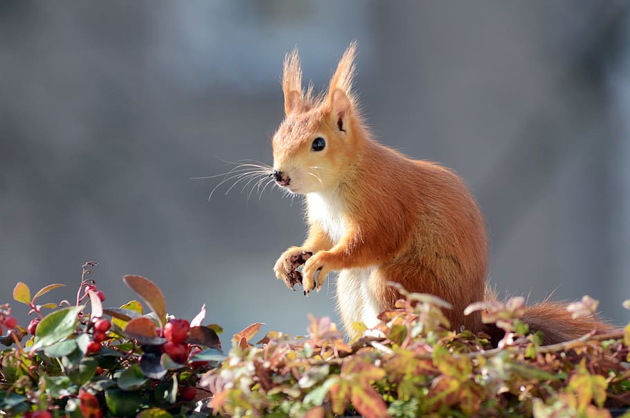 tilt shift lens photography of brown animal, squirrel, digging HD wallpaper