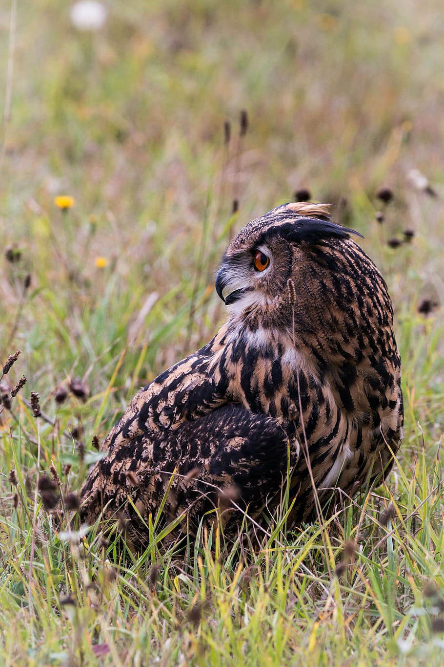 eagle owl, bubo bubo, bird, feather, nature, wild bird, fly HD wallpaper