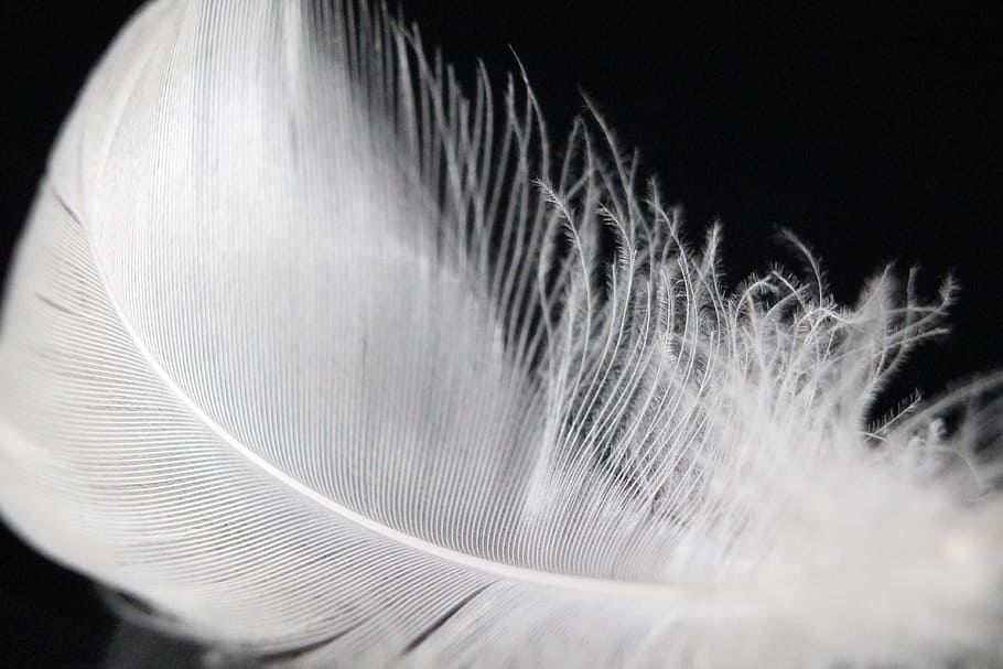 down feather, soft, bird, swan feather, black background, studio shot HD wallpaper