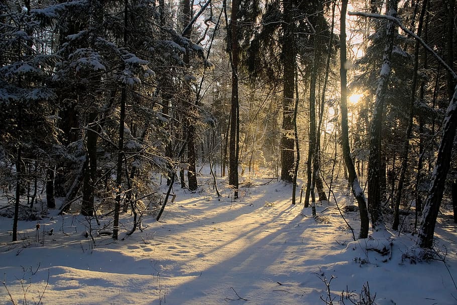trees covered with snow, winter, view, forest, landscape, nature HD wallpaper