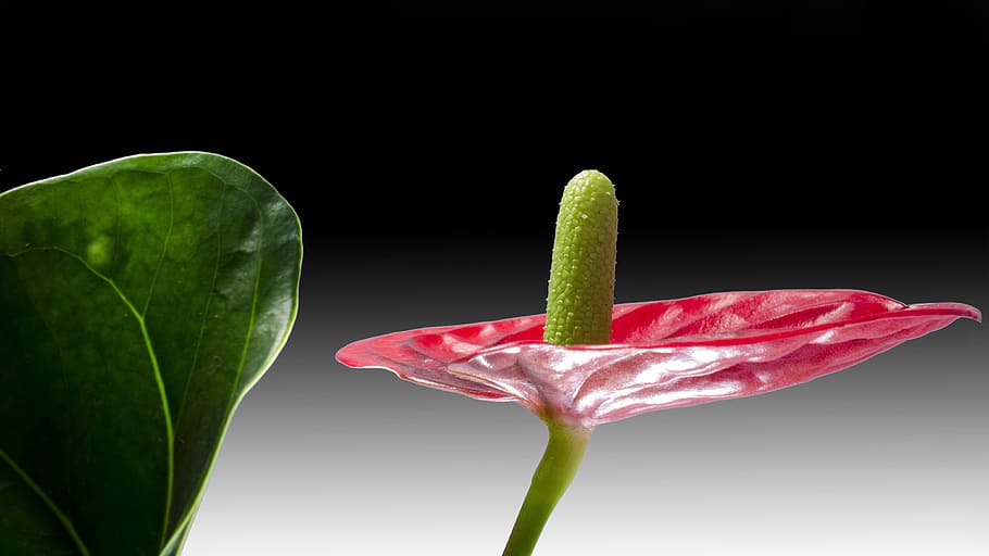 closeup photography of red anthurium flower, flamingo flower, HD wallpaper