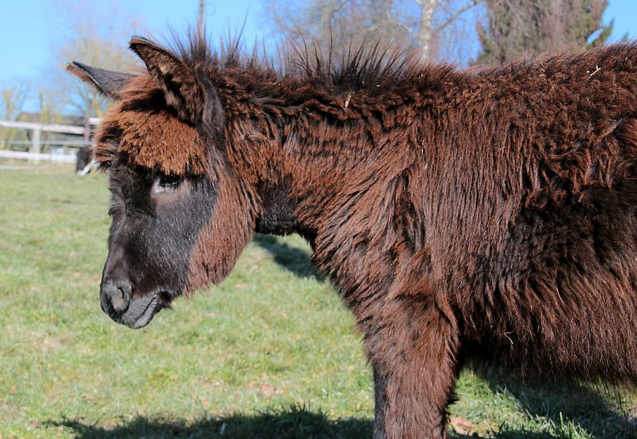 donkey, animal, beast of burden, brown, workhorse, nature, pasture, HD wallpaper