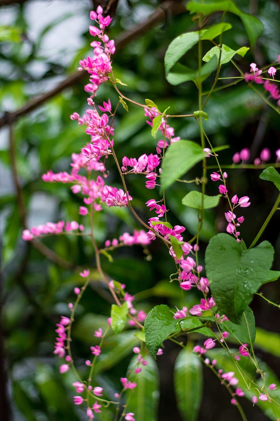 flower, tree, nature, growth, plant, beauty in nature, plant part HD wallpaper