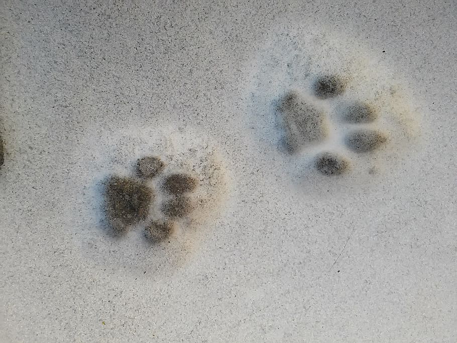 animal foot print on sand, Paw Prints, Snow, Trace, Cat, Track