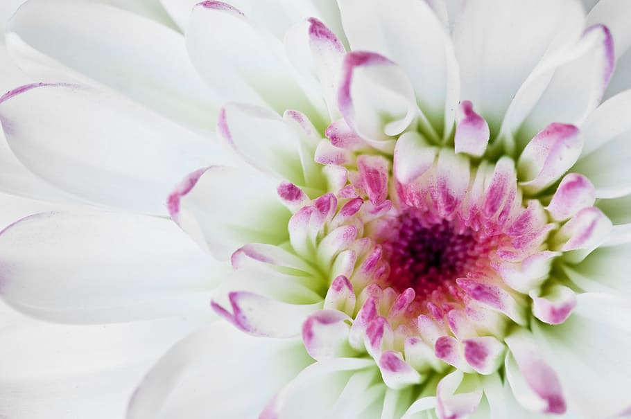 close-up photo of white petal flower, macro, white flower, white tickets HD wallpaper