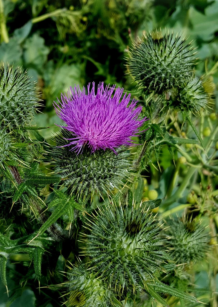 thistle, summer, beach, flower, plant, purple, flowering plant HD wallpaper