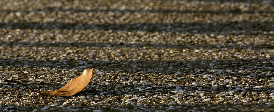 defoliation, sunset, shadow, nature, no people, animal wildlife HD wallpaper