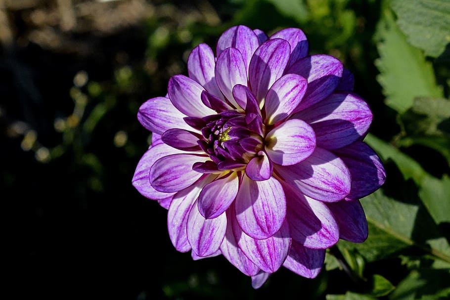 Purple Flower Shallow Focus Photography, asteraceae, beautiful HD wallpaper