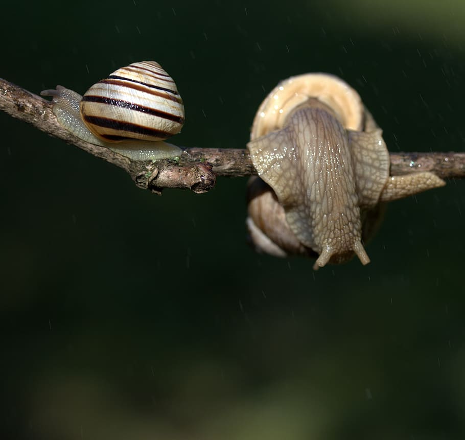 snails, casey, hooked, rain, shell, horns, animal wildlife HD wallpaper