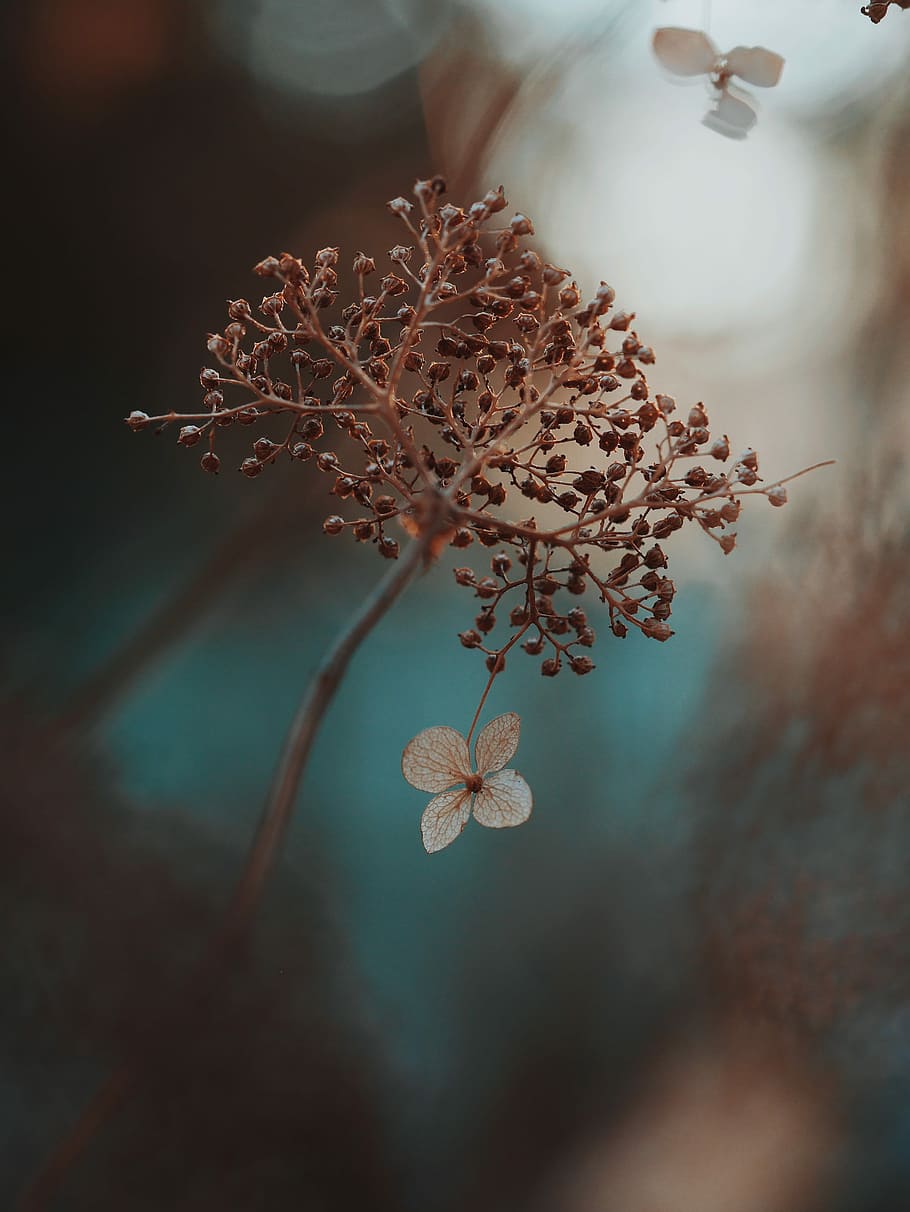 shallow focus photography of brown plant and white flower, closeup photography of withered hydrangea flower HD wallpaper