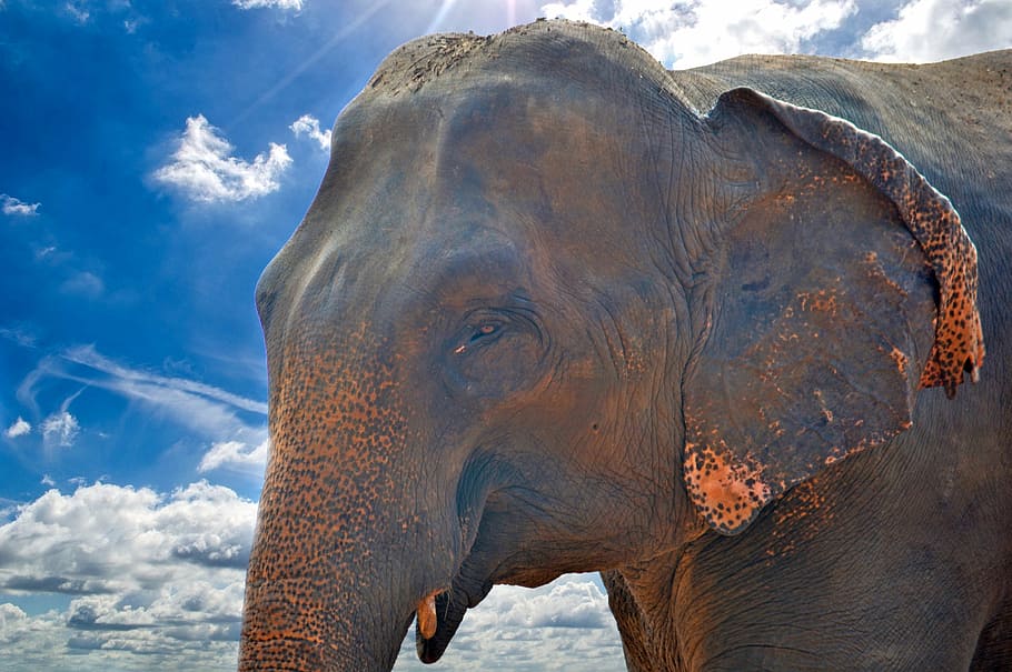 wildlife photography of an elephant, asian elephant, giant, jumbo, HD wallpaper