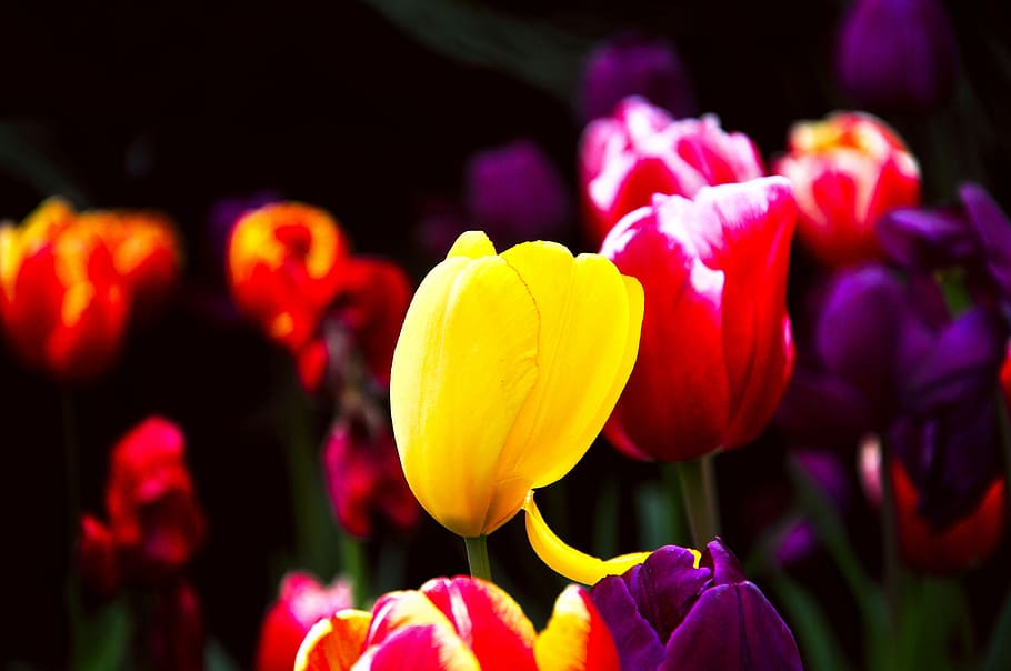 tulip, spring, flowers, flowering plant, freshness, beauty in nature HD wallpaper