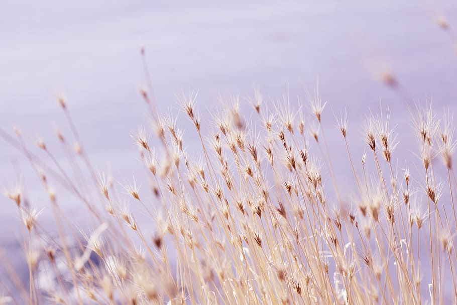 selective focus photography of grass field, brown flowers, cloud HD wallpaper