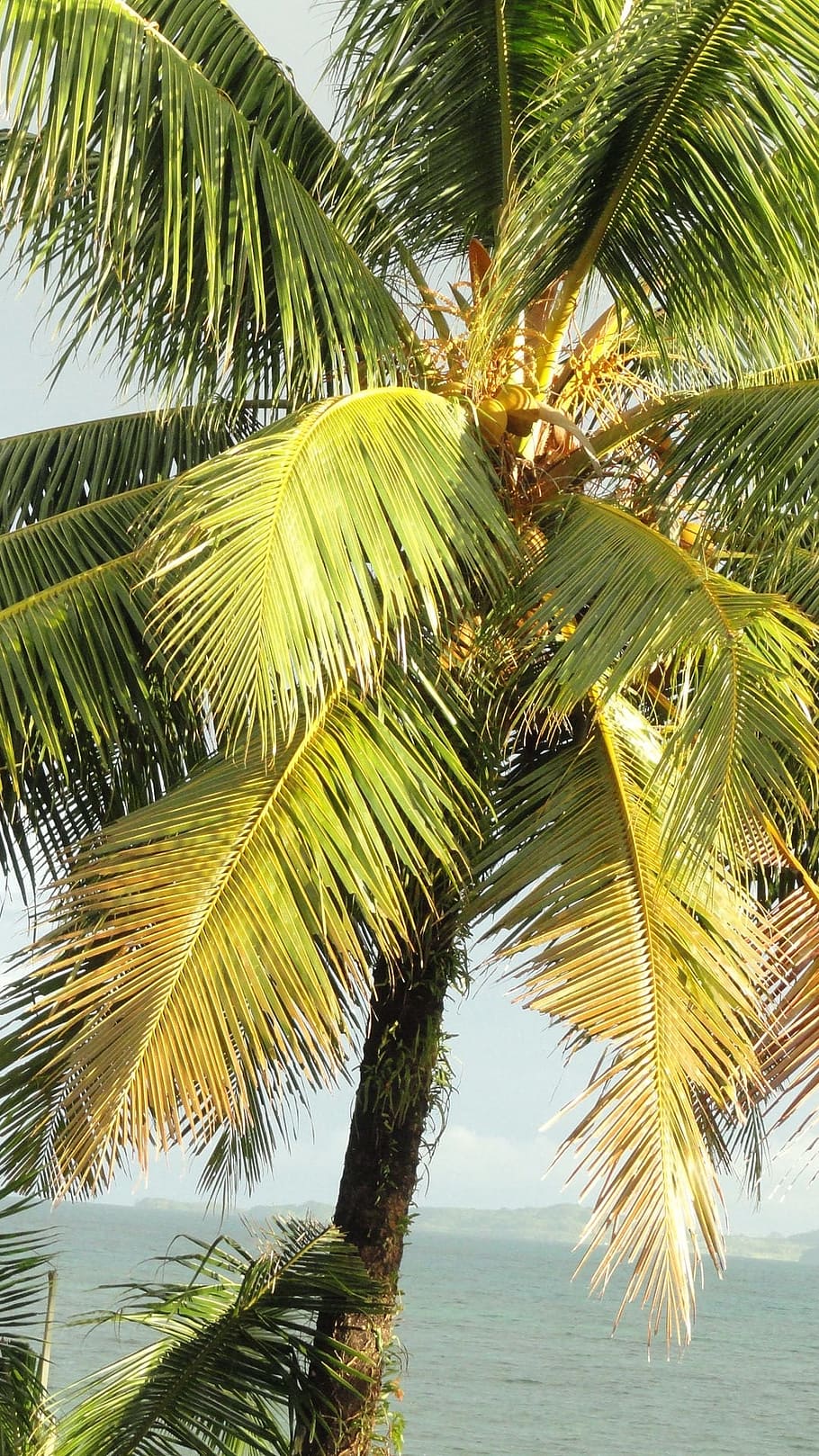 coconut tree, tropical tree, palm tree, organic, agriculture HD wallpaper