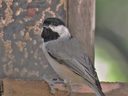 bird, tiny, close up, chickadee, wildlife, animal themes, animal wildlife HD wallpaper