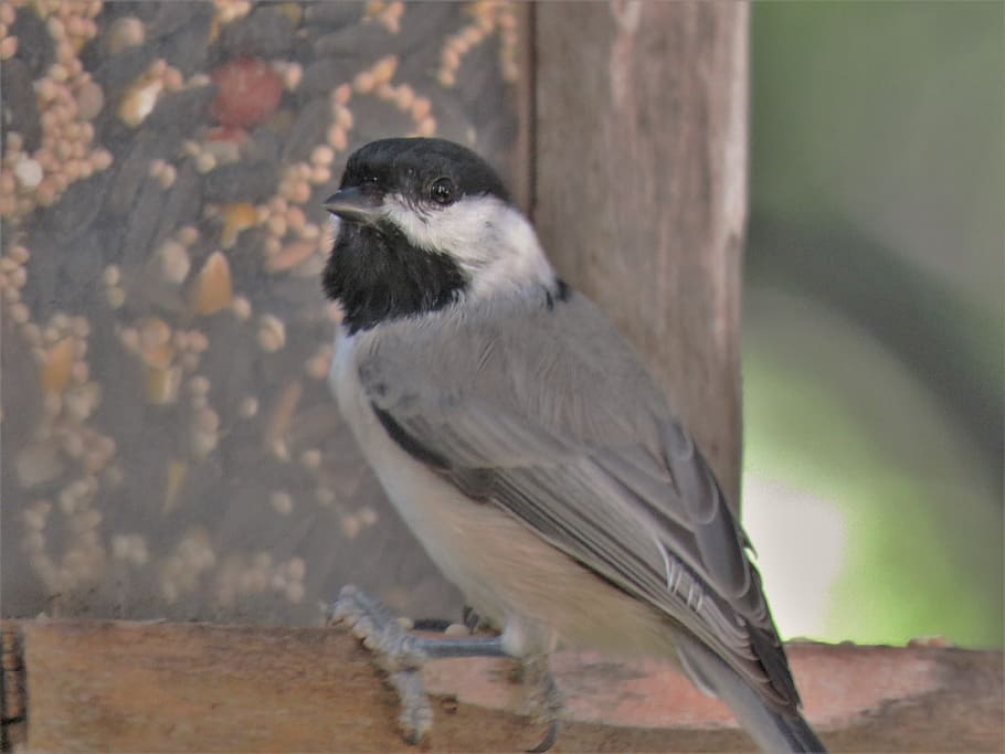 bird, tiny, close up, chickadee, wildlife, animal themes, animal wildlife HD wallpaper
