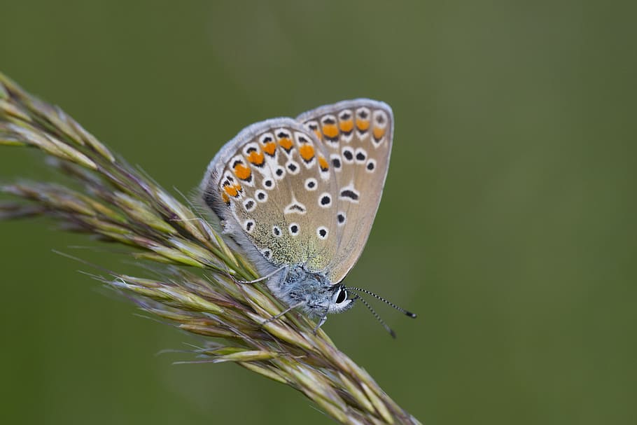 Nature, Insect, Macro, Blue, Butterfly, animal, green, butterfly - Insect HD wallpaper