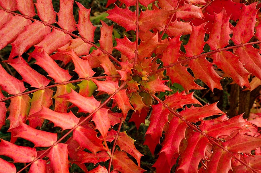 Shrub, Nature, Spring, Leaves, Autumn, red, background, season HD wallpaper