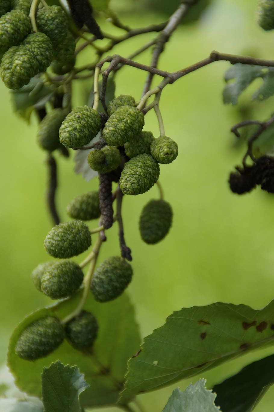 alder, branch, branches, tap, close, tree, summer, green, green color HD wallpaper