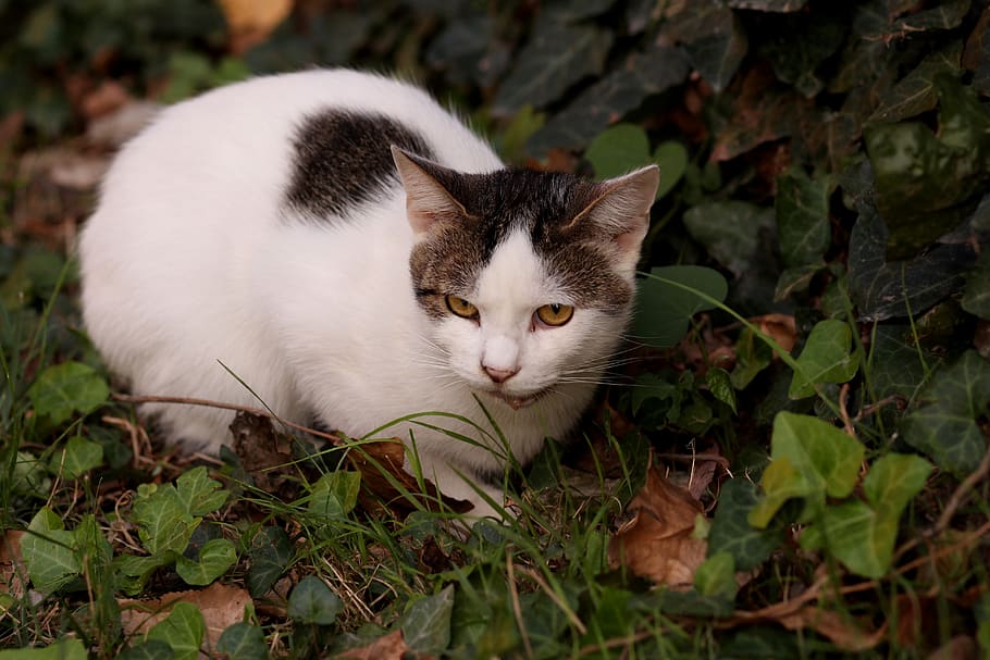 cat, white, black, eye, pet, animal themes, one animal, domestic HD wallpaper