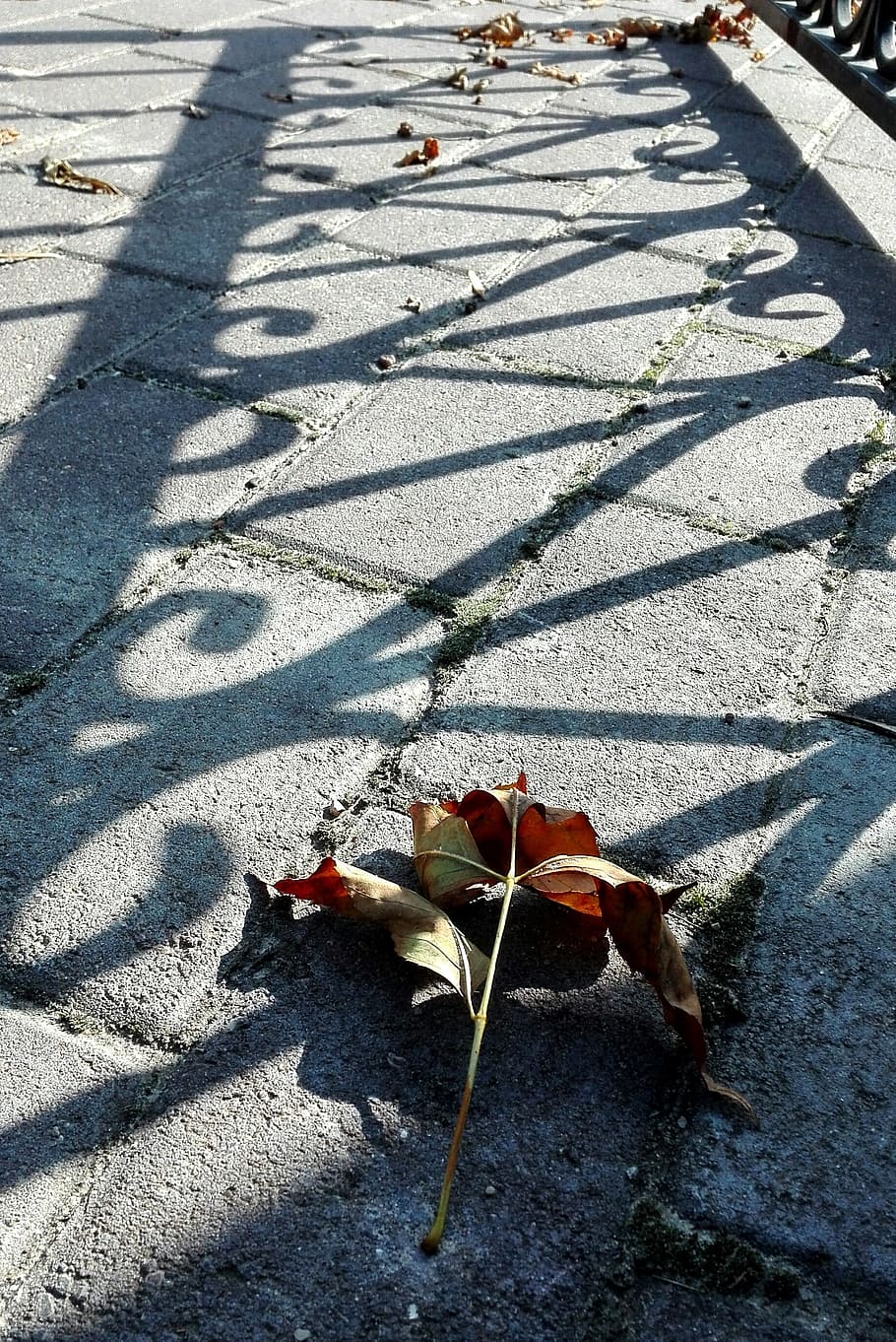 shadow, light, autumn, sunlight, nature, high angle view, no people HD wallpaper