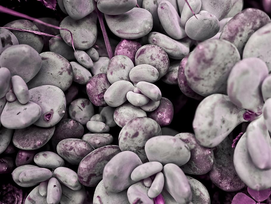 purple-and-gray stone lot, abstract, plant, succulent, garden, HD wallpaper