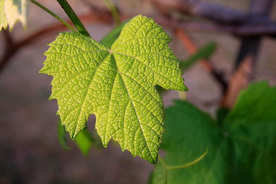 selective focus photograph of leaf, vine leaf, young, green HD wallpaper