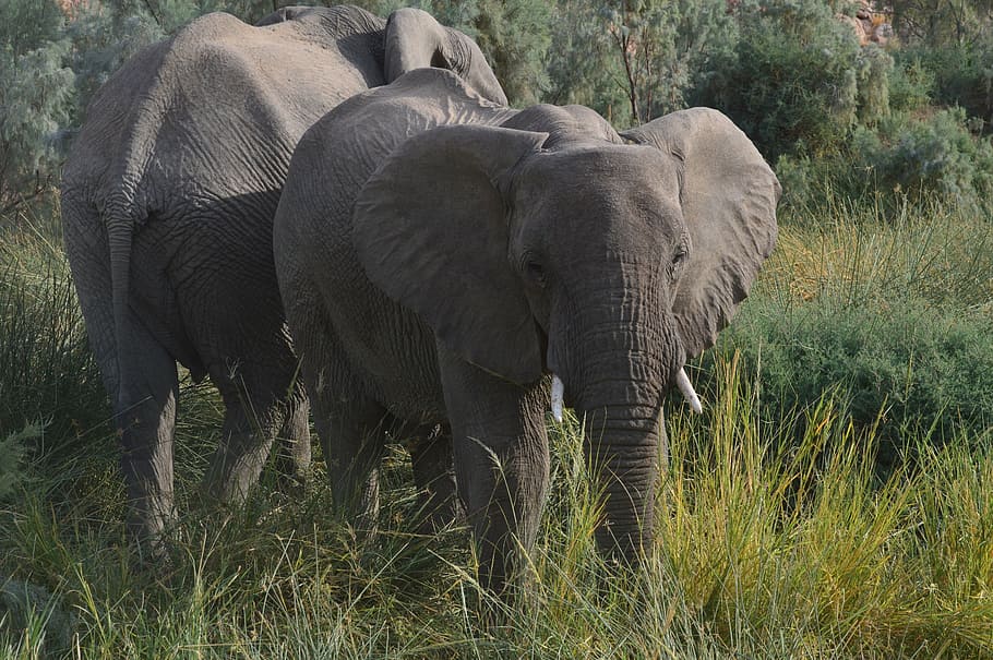 namibia, elephant, africa, animal themes, animals in the wild HD wallpaper