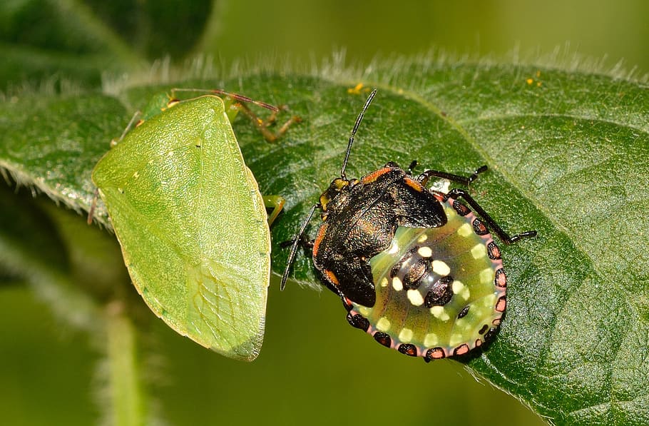 hemiptera, bug, nezara, viridula, animal themes, animal wildlife HD wallpaper