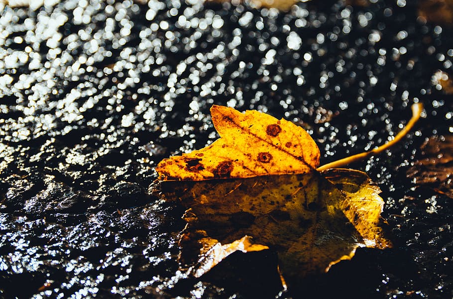 leaf, autumn, fall, plant part, yellow, change, nature, close-up HD wallpaper