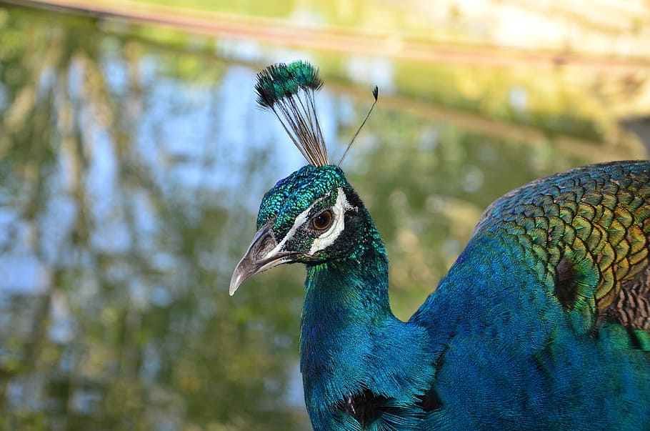 tilt shift lens photography of blue and teal peacock, bird, farm, HD wallpaper