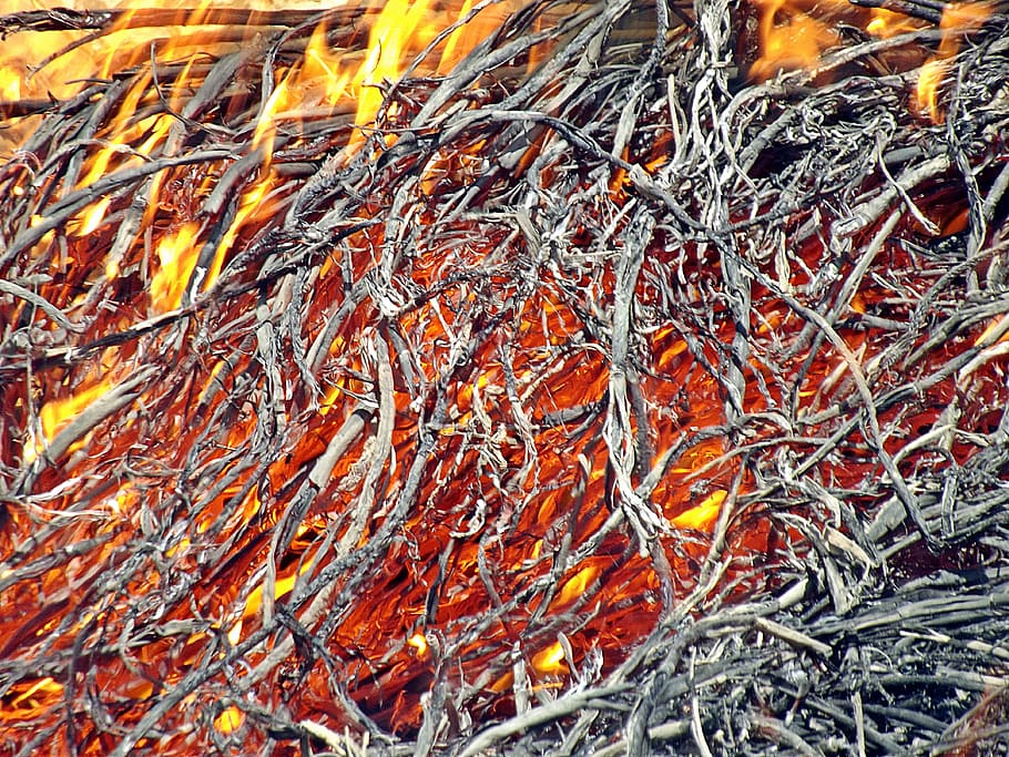 Fire, Glow, Reed, full frame, no people, close-up, nature, day HD wallpaper
