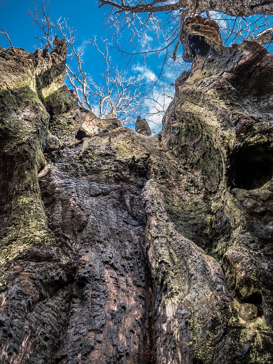 Tree, Old, Wood, Centenary, Brown, sky, oak, strong, roots HD wallpaper