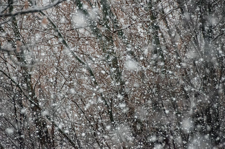 trees covered by snow, forest coated with snow, bush, snowing HD wallpaper