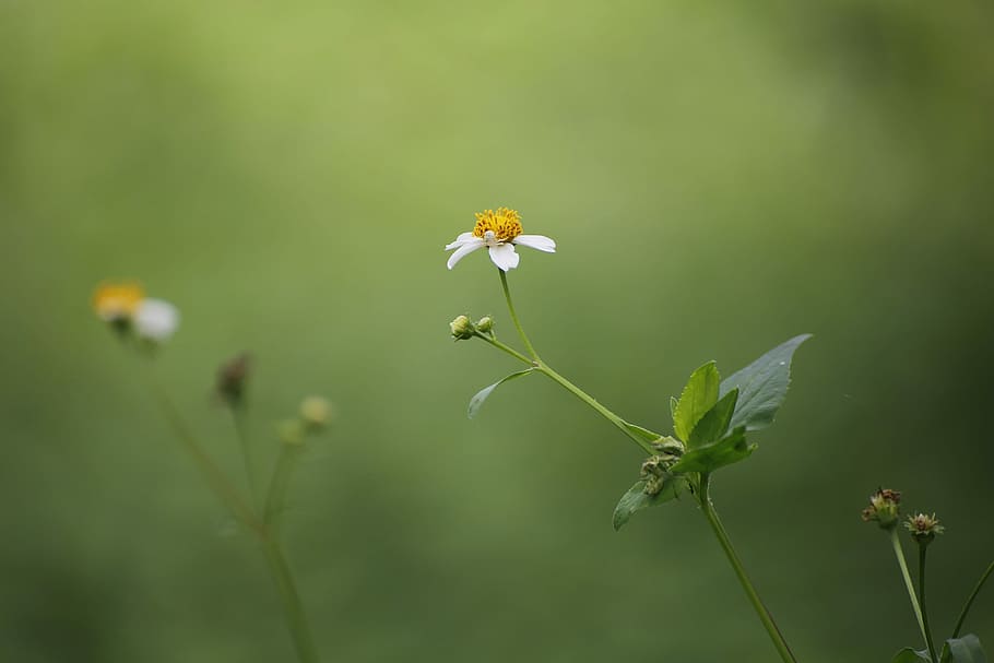 nature, flora, flower, leaf, grass, flowering plant, beauty in nature HD wallpaper