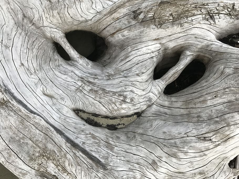 white tree trunk, driftwood, nature, texture, alien, smile HD wallpaper
