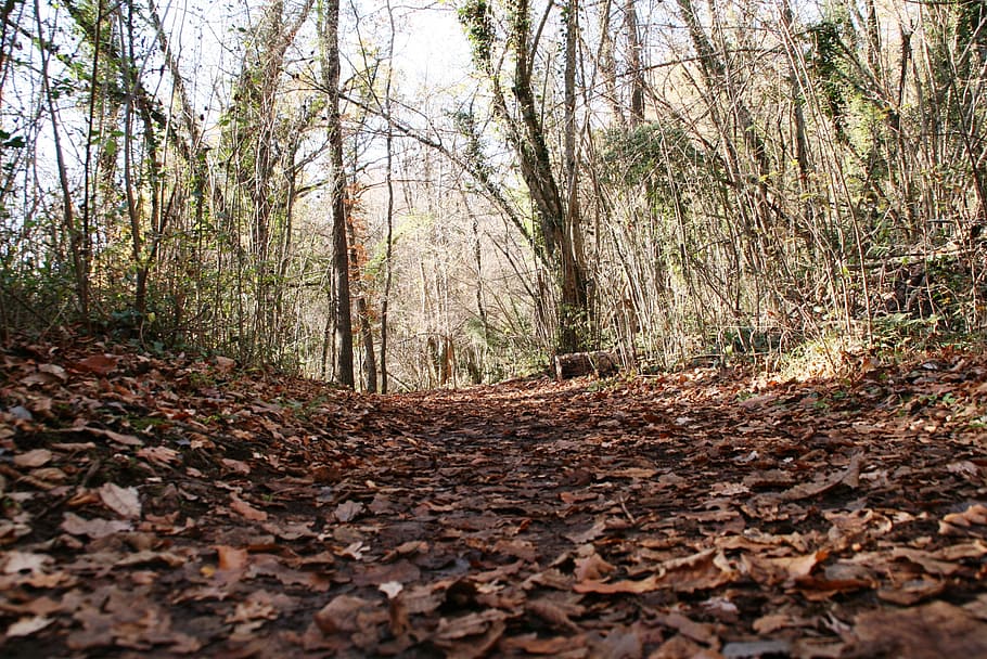 forest, leaf, autumn, path, tree, land, plant, tree trunk, nature HD wallpaper
