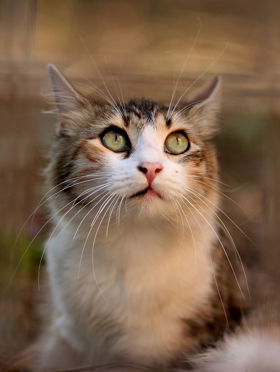 selective focus photography of silver tabby cat, coloring, pet HD wallpaper