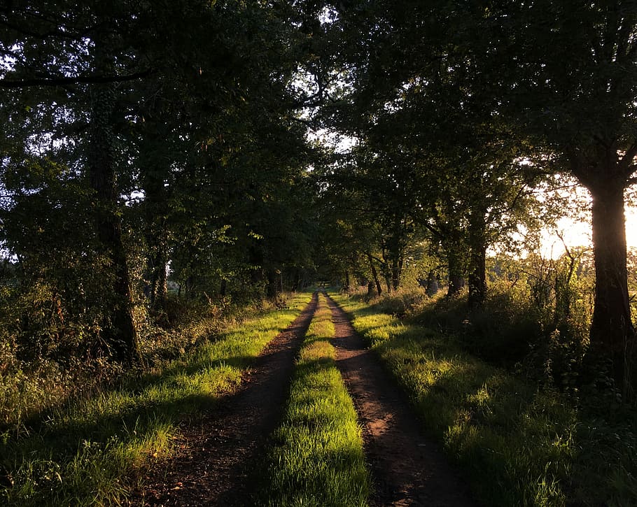 forest pathway, green trees photography, shadow, country, sunset HD wallpaper