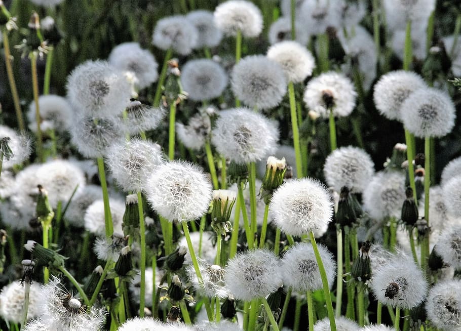 dandelions, field, spring, plant, growth, beauty in nature HD wallpaper